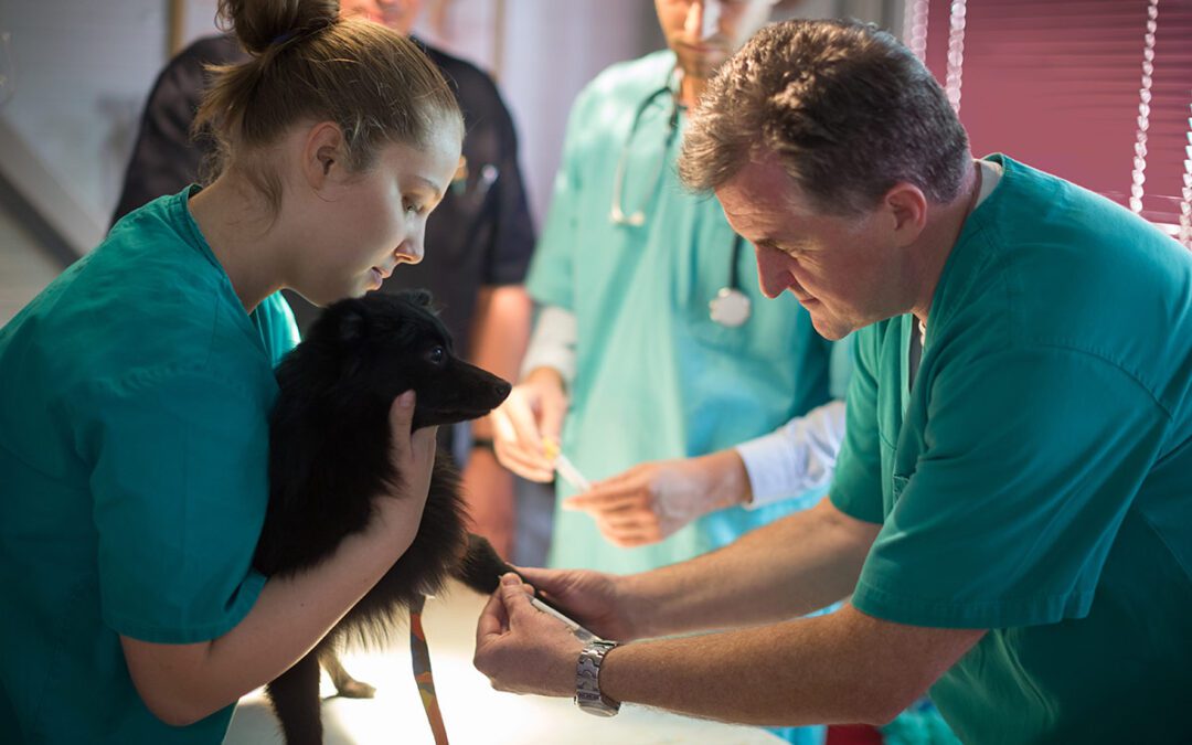 veterinary team treating dog