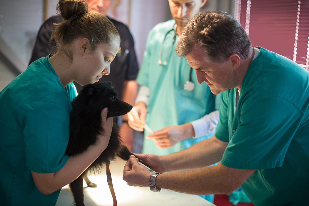 veterinary team treating dog