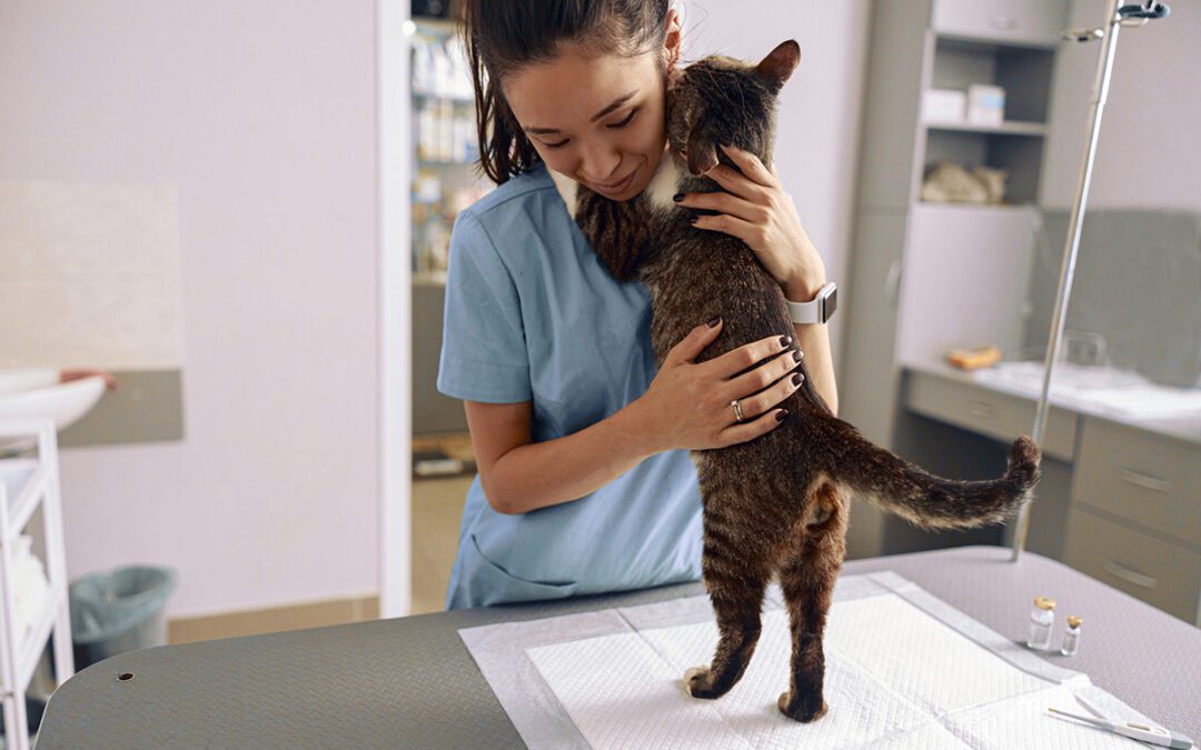 cat hugging veterinarian