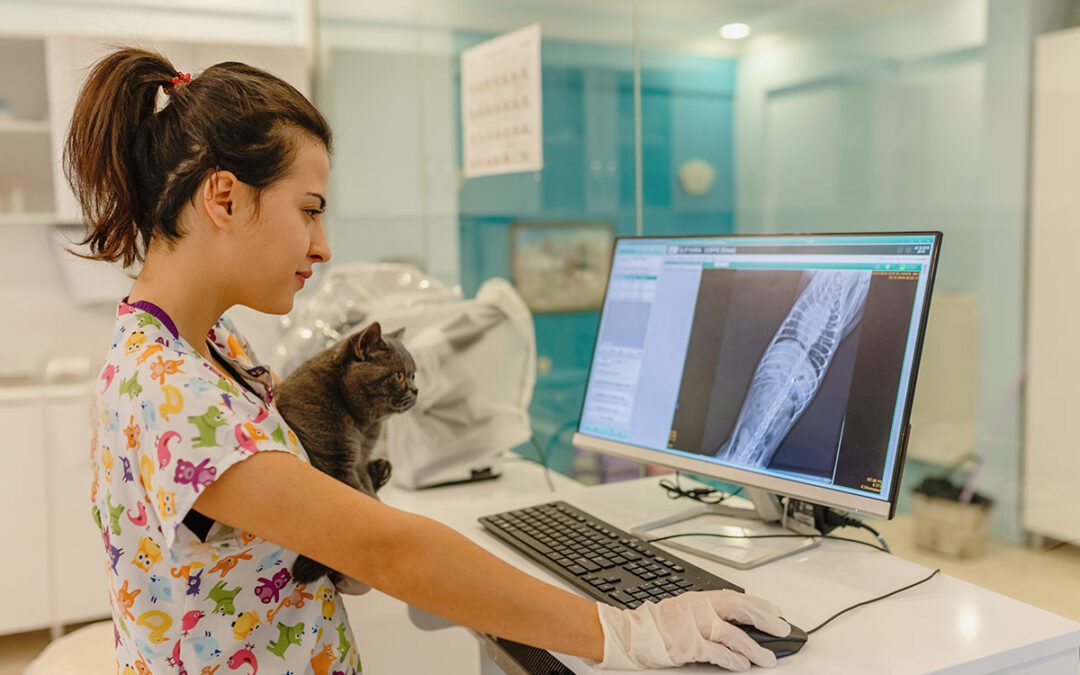 veterinary team member using computer