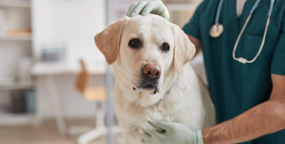 Veterinarian holding a small dog during an exam, representing the importance of understanding veterinary practice value.