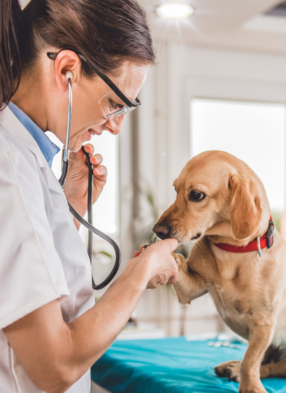 Veterinarian examining dog during patient care, symbolizing associate engagement.