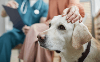 Normalized EBITDA Explained (And Why It Matters To Your Vet Practice Sale)