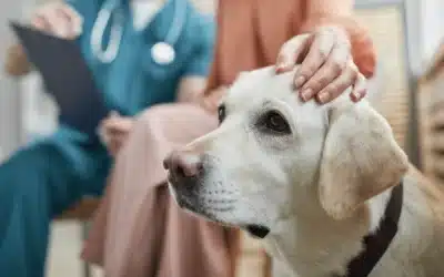 Normalized EBITDA Explained (And Why It Matters To Your Vet Practice Sale)