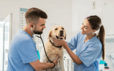 Master Associate Vet Relationships: Top 4 Strategies to Ensure Sales