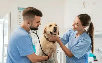 Master Associate Vet Relationships: Top 4 Strategies to Ensure Sales