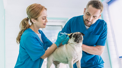 Veterinary team reviewing patient care in clinic