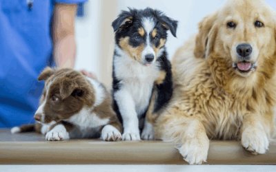 Top 5 Team Employment Issues to Know in Veterinary Practice Transactions