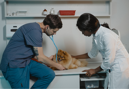 Two Veterinarians examining a Dog while reviewing practice performance metrics
